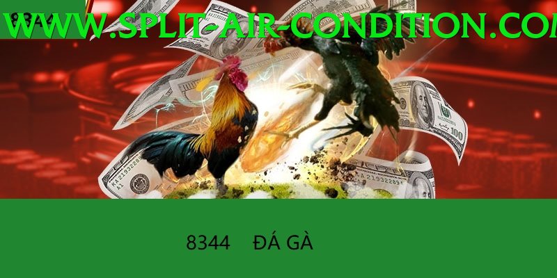 Đá Gà Trực Tiếp - Nohu90